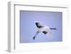 Red-Crowned Crane in Flight-DLILLC-Framed Photographic Print