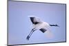 Red-Crowned Crane in Flight-DLILLC-Mounted Photographic Print