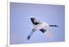 Red-Crowned Crane in Flight-DLILLC-Framed Photographic Print