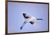 Red-Crowned Crane in Flight-DLILLC-Framed Photographic Print