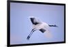 Red-Crowned Crane in Flight-DLILLC-Framed Photographic Print