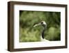 Red crowned crane (Japanese crane) (Grus Japonensis), United Kingdom, Europe-Janette Hill-Framed Photographic Print