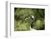 Red crowned crane (Japanese crane) (Grus Japonensis), United Kingdom, Europe-Janette Hill-Framed Photographic Print