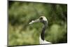 Red crowned crane (Japanese crane) (Grus Japonensis), United Kingdom, Europe-Janette Hill-Mounted Photographic Print
