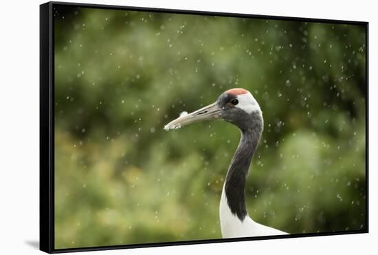 Red crowned crane (Japanese crane) (Grus Japonensis), United Kingdom, Europe-Janette Hill-Framed Stretched Canvas