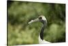 Red crowned crane (Japanese crane) (Grus Japonensis), United Kingdom, Europe-Janette Hill-Stretched Canvas