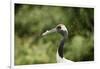 Red crowned crane (Japanese crane) (Grus Japonensis), United Kingdom, Europe-Janette Hill-Framed Photographic Print