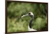 Red crowned crane (Japanese crane) (Grus Japonensis), United Kingdom, Europe-Janette Hill-Framed Photographic Print