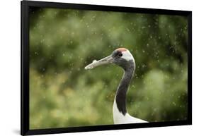 Red crowned crane (Japanese crane) (Grus Japonensis), United Kingdom, Europe-Janette Hill-Framed Photographic Print