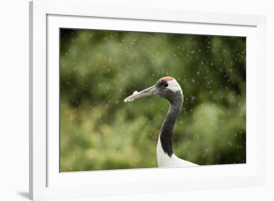 Red crowned crane (Japanese crane) (Grus Japonensis), United Kingdom, Europe-Janette Hill-Framed Photographic Print