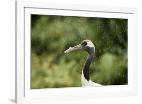 Red crowned crane (Japanese crane) (Grus Japonensis), United Kingdom, Europe-Janette Hill-Framed Photographic Print