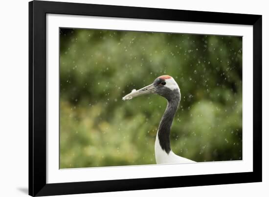 Red crowned crane (Japanese crane) (Grus Japonensis), United Kingdom, Europe-Janette Hill-Framed Photographic Print