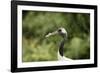 Red crowned crane (Japanese crane) (Grus Japonensis), United Kingdom, Europe-Janette Hill-Framed Photographic Print