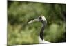 Red crowned crane (Japanese crane) (Grus Japonensis), United Kingdom, Europe-Janette Hill-Mounted Photographic Print