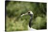 Red crowned crane (Japanese crane) (Grus Japonensis), United Kingdom, Europe-Janette Hill-Stretched Canvas