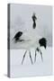 Red-Crowned Crane Pair Displaying, Necks Intertwined-null-Stretched Canvas