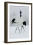 Red-Crowned Crane Pair Displaying, Necks Intertwined-null-Framed Photographic Print