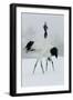 Red-Crowned Crane Pair Displaying, Necks Intertwined-null-Framed Photographic Print