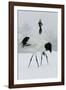 Red-Crowned Crane Pair Displaying, Necks Intertwined-null-Framed Photographic Print