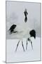 Red-Crowned Crane Pair Displaying, Necks Intertwined-null-Mounted Photographic Print