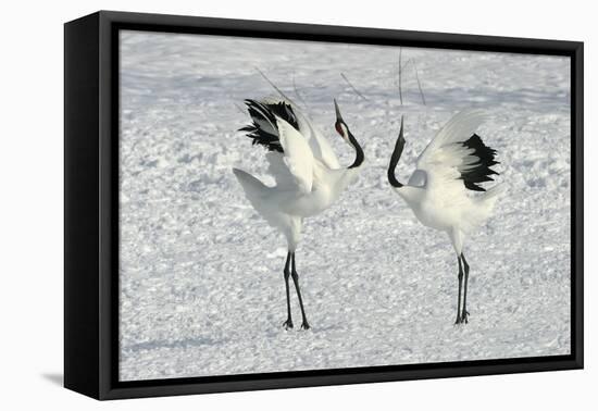 Red-Crowned Crane Pair Displaying-null-Framed Stretched Canvas