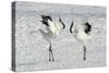 Red-Crowned Crane Pair Displaying-null-Stretched Canvas