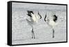 Red-Crowned Crane Pair Displaying-null-Framed Stretched Canvas