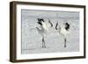 Red-Crowned Crane Pair Displaying-null-Framed Photographic Print