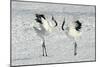 Red-Crowned Crane Pair Displaying-null-Mounted Photographic Print