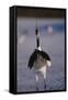 Red-Crowned Crane Standing in Snow-DLILLC-Framed Stretched Canvas