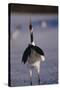 Red-Crowned Crane Standing in Snow-DLILLC-Stretched Canvas