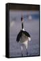 Red-Crowned Crane Standing in Snow-DLILLC-Framed Stretched Canvas