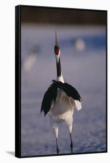 Red-Crowned Crane Standing in Snow-DLILLC-Framed Stretched Canvas