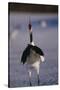 Red-Crowned Crane Standing in Snow-DLILLC-Stretched Canvas