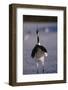 Red-Crowned Crane Standing in Snow-DLILLC-Framed Photographic Print