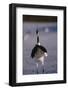 Red-Crowned Crane Standing in Snow-DLILLC-Framed Photographic Print