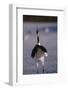 Red-Crowned Crane Standing in Snow-DLILLC-Framed Photographic Print