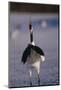 Red-Crowned Crane Standing in Snow-DLILLC-Mounted Photographic Print