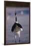 Red-Crowned Crane Standing in Snow-DLILLC-Framed Photographic Print