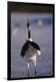 Red-Crowned Crane Standing in Snow-DLILLC-Framed Photographic Print