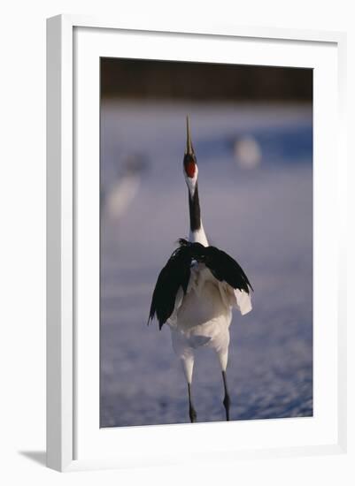 Red-Crowned Crane Standing in Snow-DLILLC-Framed Photographic Print