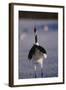 Red-Crowned Crane Standing in Snow-DLILLC-Framed Photographic Print