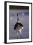 Red-Crowned Crane Standing in Snow-DLILLC-Framed Photographic Print