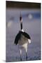 Red-Crowned Crane Standing in Snow-DLILLC-Mounted Photographic Print
