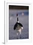 Red-Crowned Crane Standing in Snow-DLILLC-Framed Photographic Print