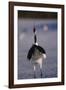 Red-Crowned Crane Standing in Snow-DLILLC-Framed Photographic Print