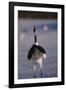 Red-Crowned Crane Standing in Snow-DLILLC-Framed Photographic Print