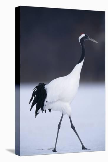 Red-Crowned Crane Walking on Snow-DLILLC-Stretched Canvas