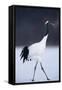 Red-Crowned Crane Walking on Snow-DLILLC-Framed Stretched Canvas