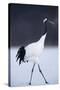 Red-Crowned Crane Walking on Snow-DLILLC-Stretched Canvas